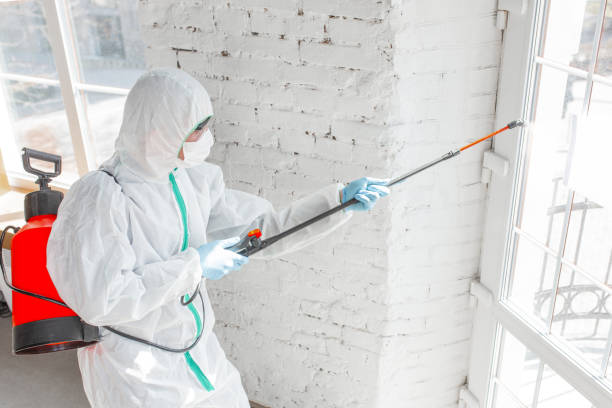 Best Basement Mold Removal  in USA