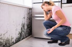 Best Emergency Mold Remediation  in USA